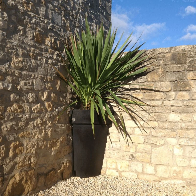 Pas Cher Plante Douce Magasin -Pas Cher Plante Douce Magasin 1111111