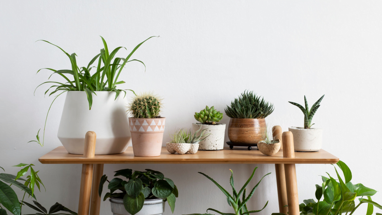 Pas Cher Plante Douce Magasin -Pas Cher Plante Douce Magasin 40 Best Indoor Plants In India